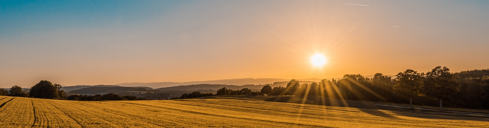 Sunset over wheat field