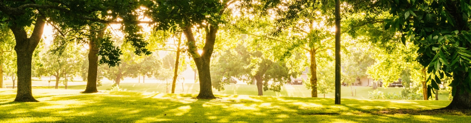 Trees in a park